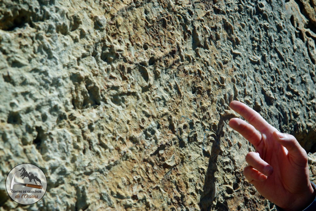 Fossiles de Rudistes, caractéristiques de la formation du Calcaire Urgonien dans une barrière de corail. Ce Calcaire urgonien forme le squelette des Préalpes.