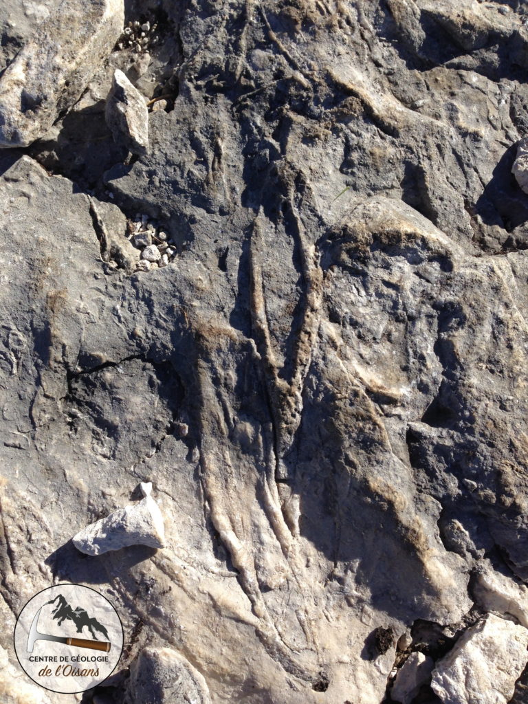 Un fossile de corail visible dans le calcaire Urgonien. Ce fossile permet de reconstruire facilement l’environnement de formation de ce calcaire, très important dans la géologie des Préalpes.