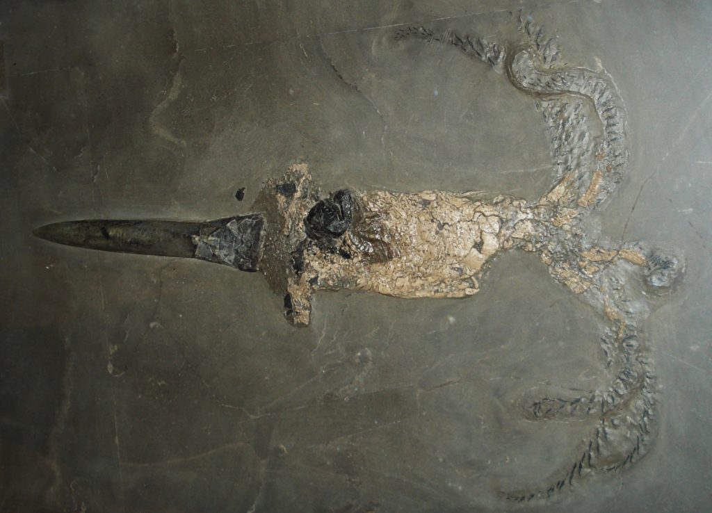 Photo de fossile de Belemnite. Source : https://fr.wikipedia.org/wiki/Belemnoidea… Licence CC BY-SA 3.0